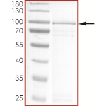 EGFR (d746-750 C797S), Active